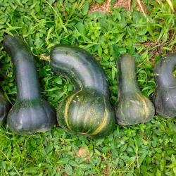 Finca Integral Granito de Oro
