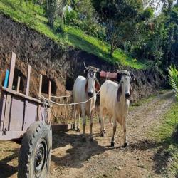 Asociación Mujeres Activas Fila Naranjo