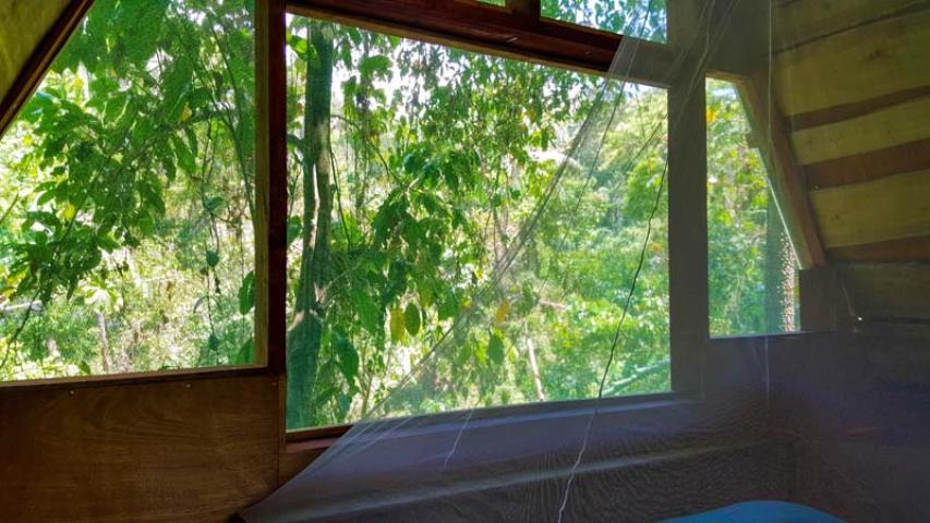 Calathea Drake Lodge