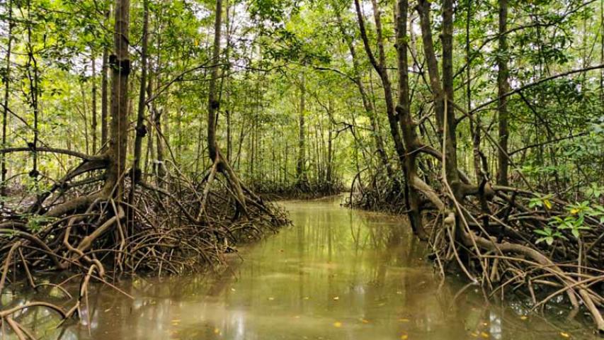 Isla Violin Eco Lodge
