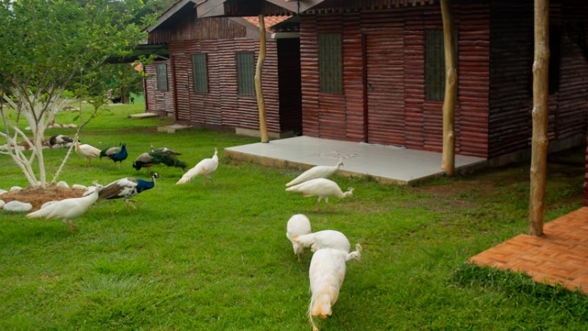 CABINAS Y CABAÑAS EL DESCANSO