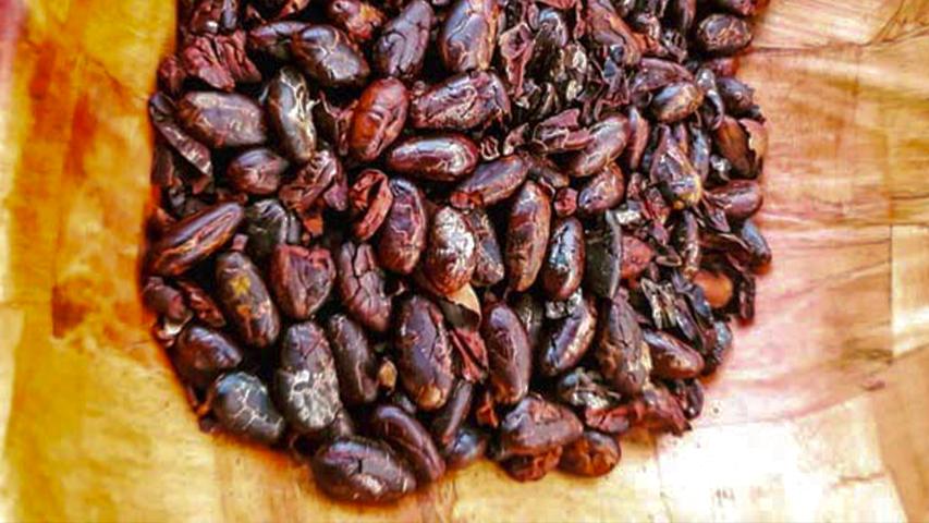 Osa Cacao