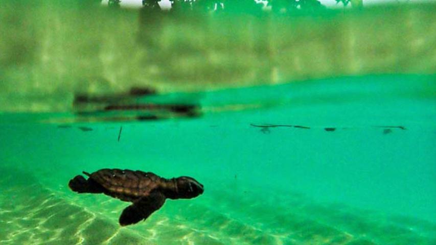 Pura Osa Expeditions