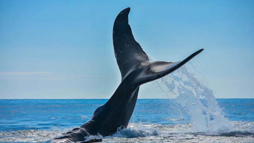 Dolphin Tours