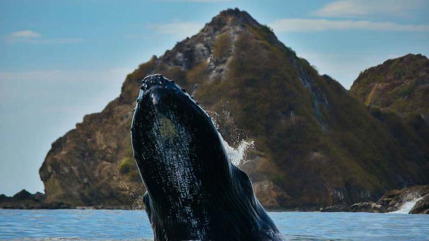 Dolphin Tours