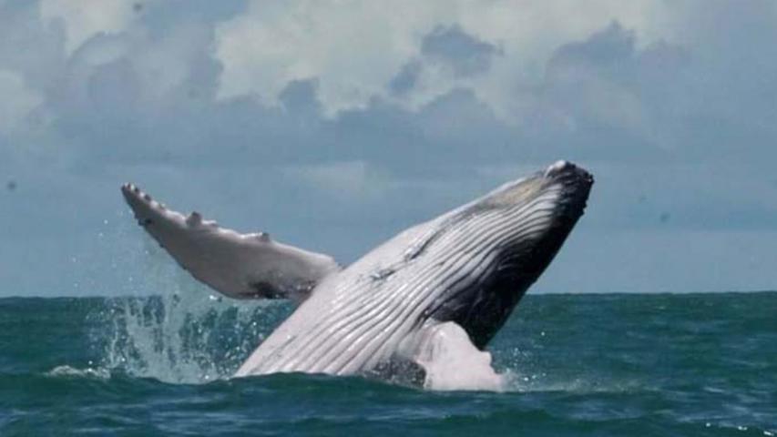 Dolphin Tours