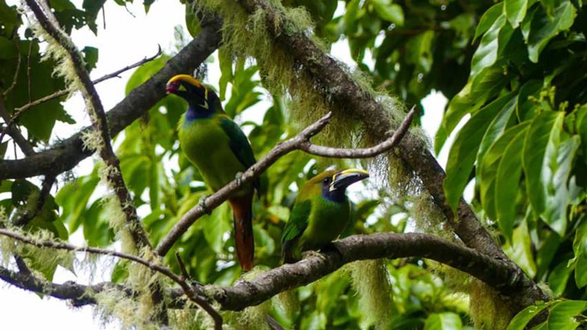 Finca Caminatas El Quetzal