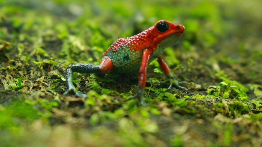 Rancho Rana Roja