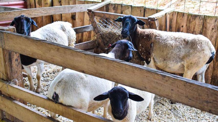 Eco Granja Educativa Broca