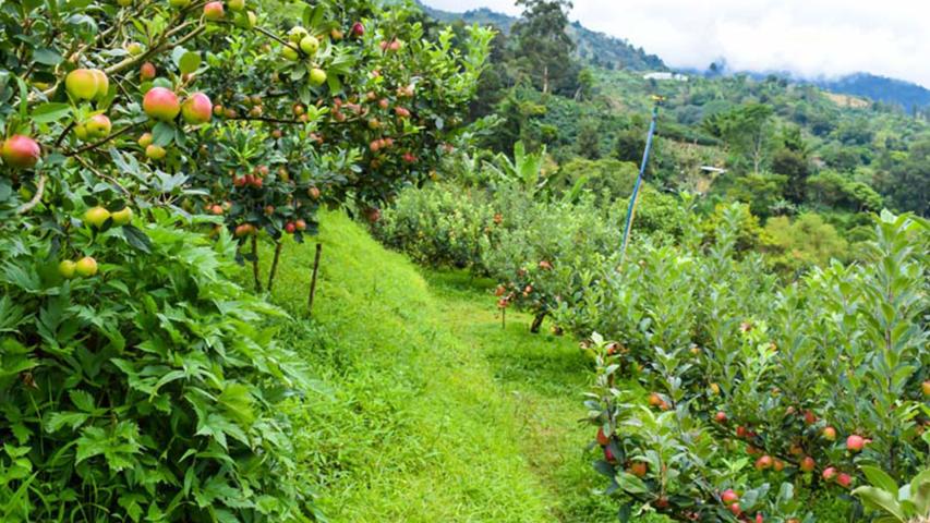 Finca Diversificada Don Fido