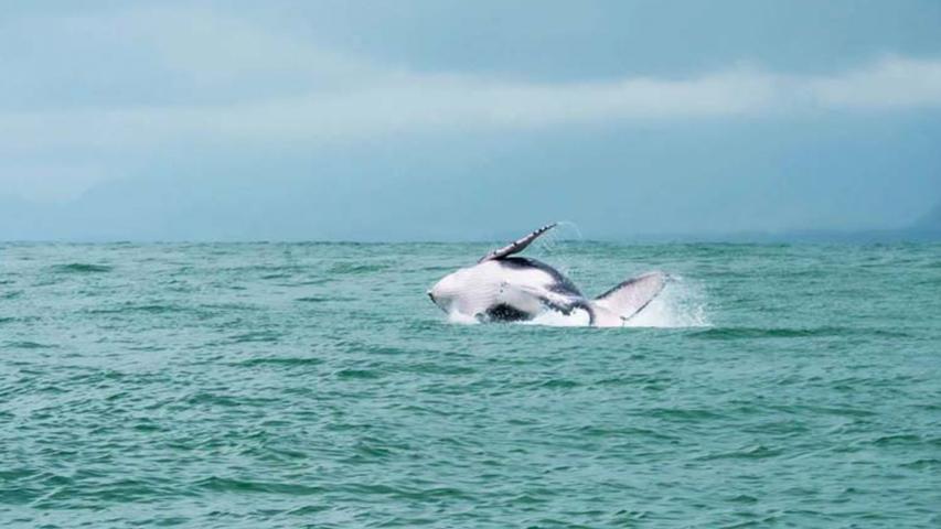 Pacific Expeditions