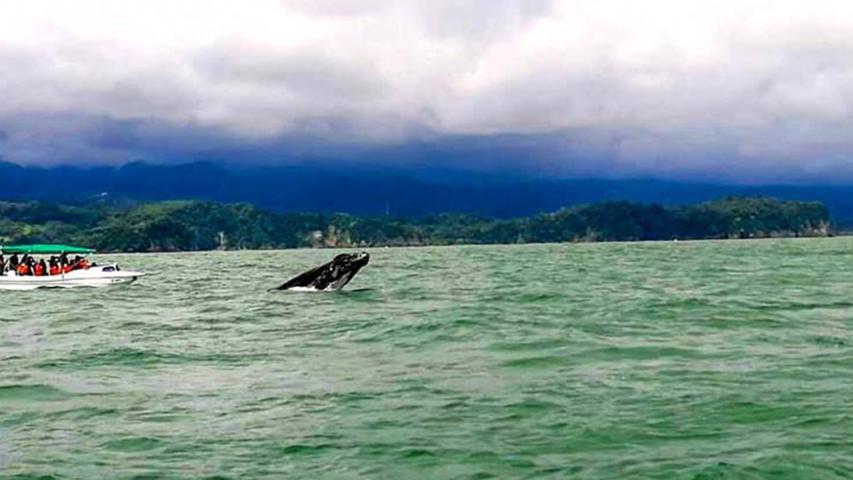 Ballena Jorobada Tour