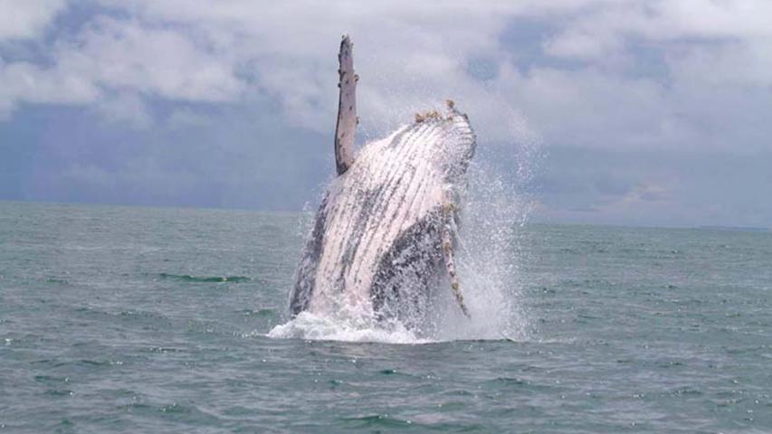 Ballena Jorobada Tour