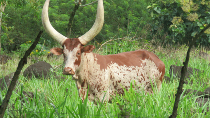 FINCA UJARRÁS