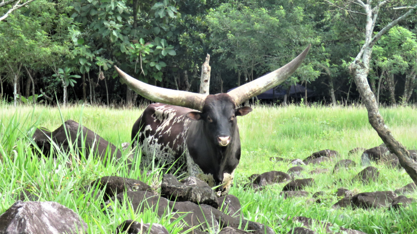 FINCA UJARRÁS