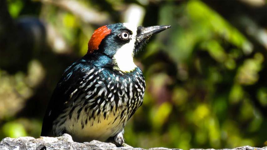 San Gerardo's Birds