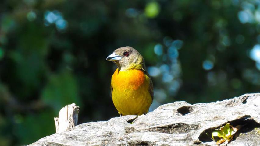San Gerardo's Birds