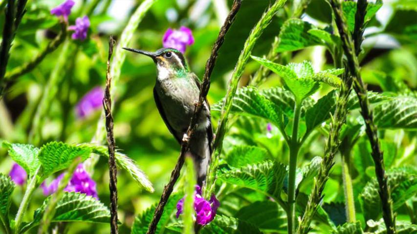San Gerardo's Birds