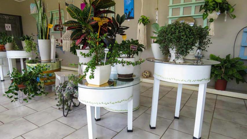 Botanika Vivero y Pintura Decorativa