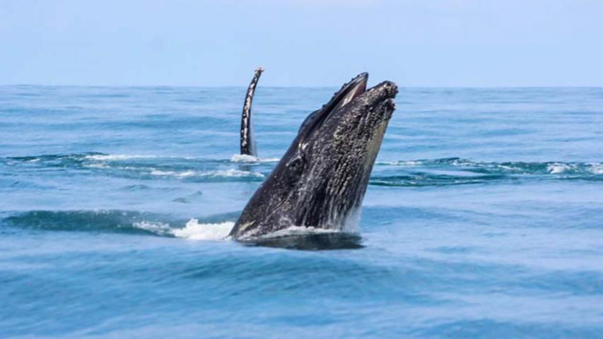 Ballena Tour