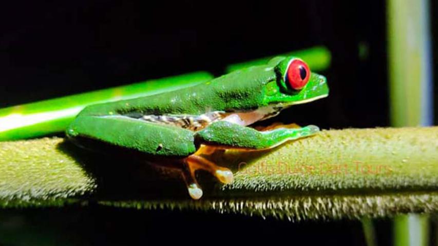 Golfo Dulce Dart Tours