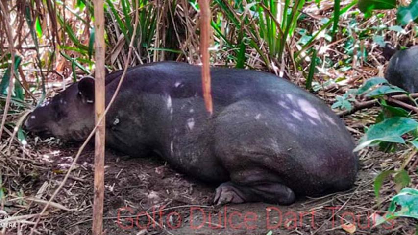Golfo Dulce Dart Tours