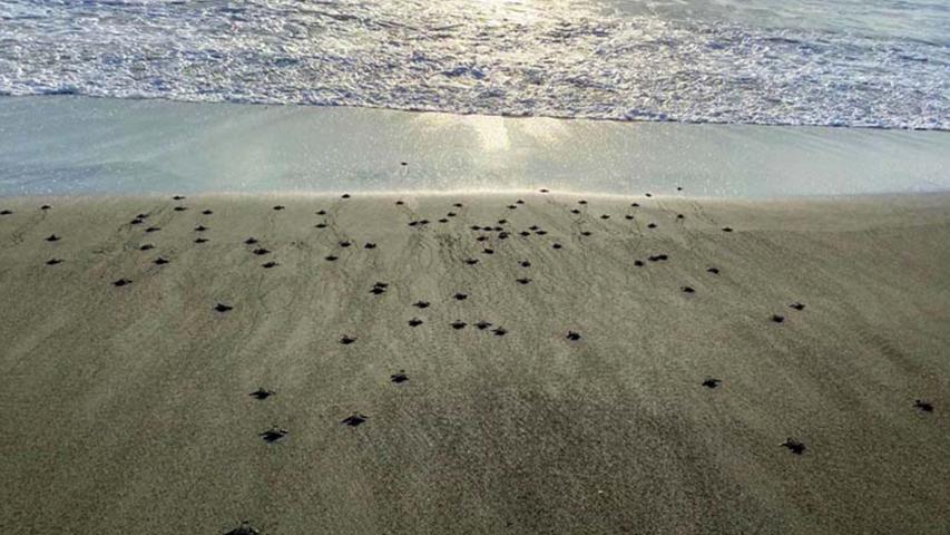 Tortugas Preciosas de Osa-Iniciativas para el Desarrollo Humano Sostenible