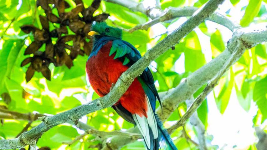 Finca Caminatas El Quetzal
